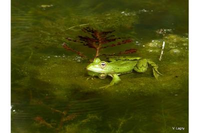 Grenouille verte