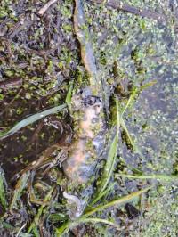 Triturus cristatus