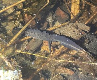 Triturus cristatus
