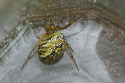 Mangora acalypha