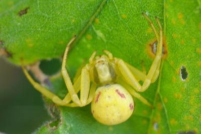 Misumena vatia