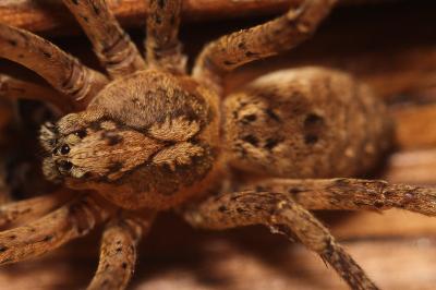 Zoropsis spinimana