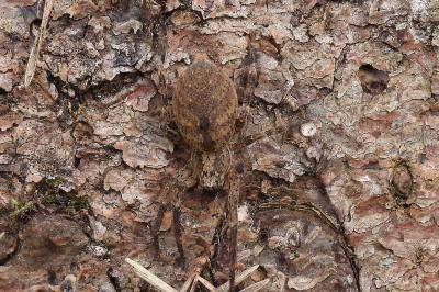 Zoropsis spinimana