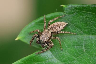 Marpissa muscosa