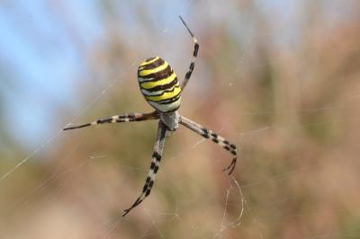 <i>Argiope bruennichi</i>
