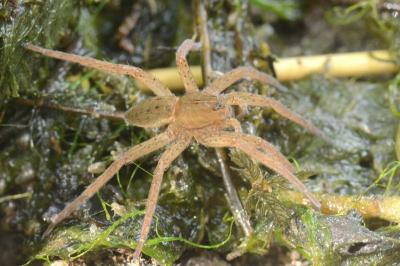 <i>Dolomedes</i>