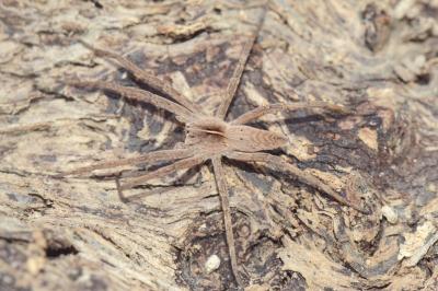 <i>Pisaura mirabilis</i>