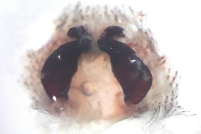 <i>Eratigena saeva</i>
