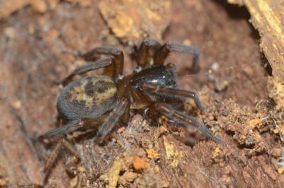 <i>Amaurobius similis</i>