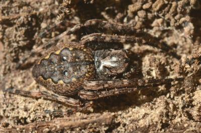 <i>Nuctenea umbratica</i>