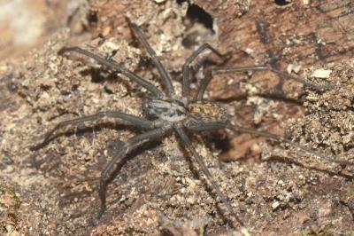 <i>Eratigena saeva</i>