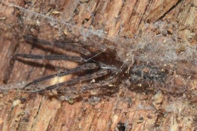 <i>Segestria bavarica</i>