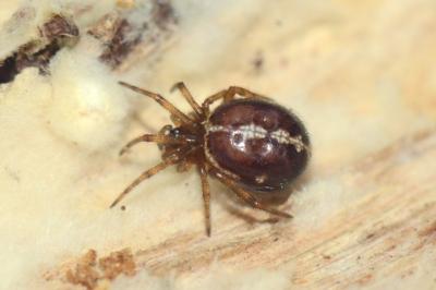 <i>Steatoda bipunctata</i>