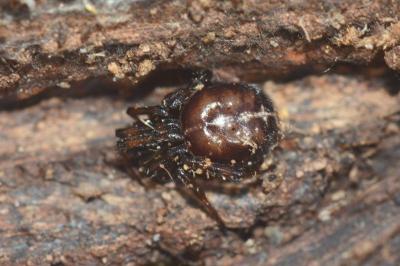 <i>Steatoda bipunctata</i>