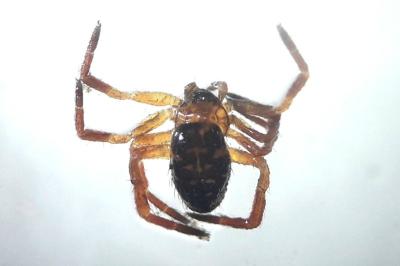 <i>Euryopis flavomaculata</i>