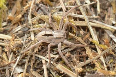 <i>Thanatus formicinus</i>