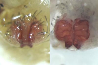 <i>Thanatus formicinus</i>
