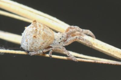<i>Hyptiotes flavidus</i>