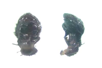 <i>Ozyptila claveata</i>