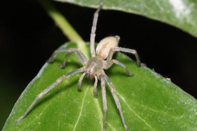 <i>Cheiracanthium</i>