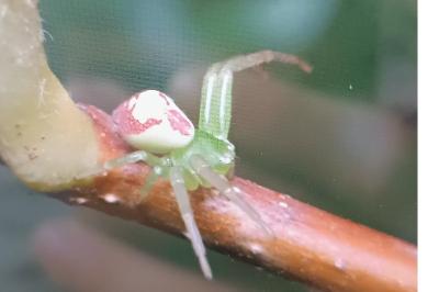 <i>Ebrechtella tricuspidata</i>