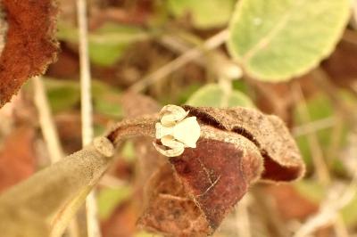 <i>Thomisus onustus</i>
