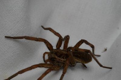 <i>Hogna radiata</i>