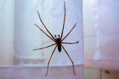 <i>Eratigena</i>