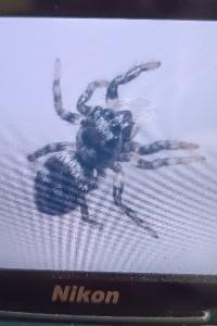 <i>Salticus scenicus</i>