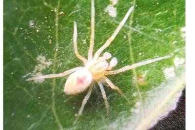 <i>Nigma puella</i>