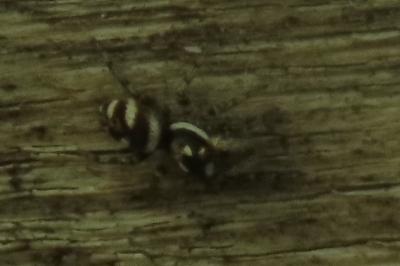 <i>Salticus scenicus</i>