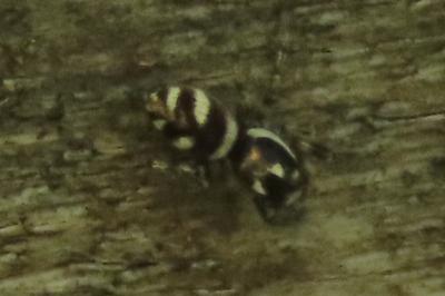 <i>Salticus scenicus</i>