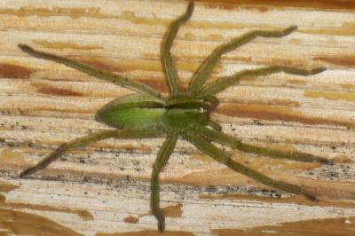 <i>Micrommata ligurina</i>