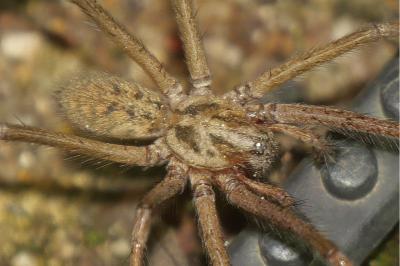 <i>Eratigena</i>