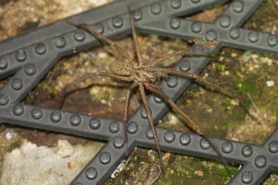 <i>Eratigena</i>