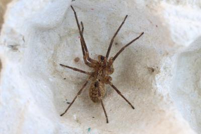 <i>Eratigena</i>