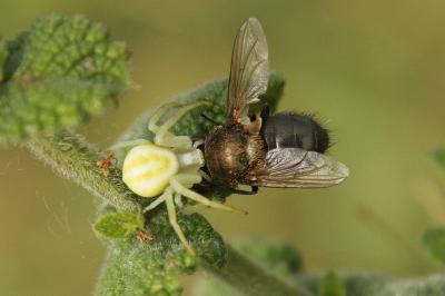 Misumena vatia