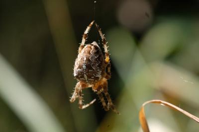Araneus diadematus
