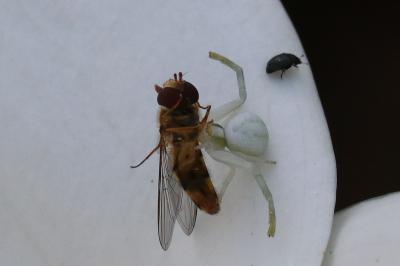 Misumena vatia