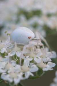 Misumena vatia