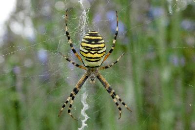 Argiope bruennichi