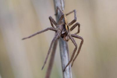 Pisaura mirabilis