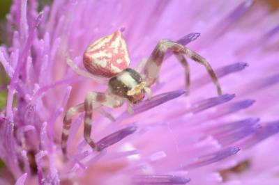 <i>Thomisus onustus</i>