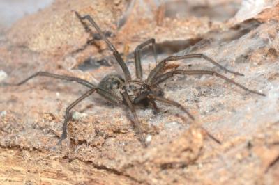 <i>Eratigena saeva</i>