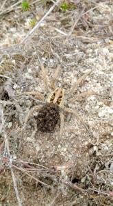 <i>Hogna radiata</i>