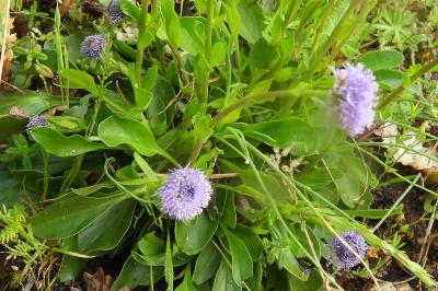 Globularia bisnagarica
