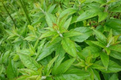 Eupatorium cannabinum