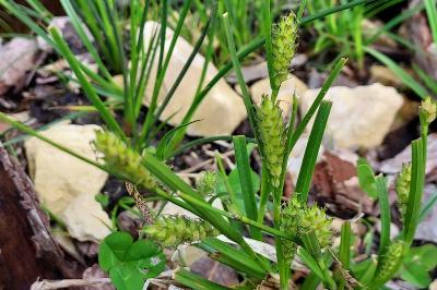 Carex hirta
