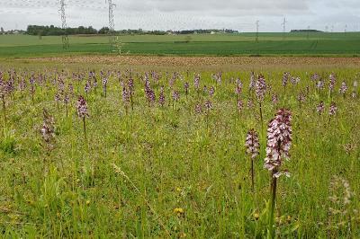 Orchis purpurea