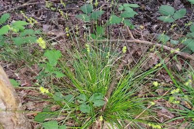 Carex echinata